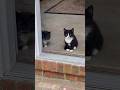 Kittens getting scared #kittens #homesteading #farm