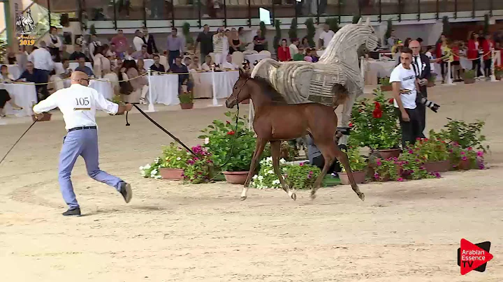 N 105 DONNA PAMELA   Italian Nationals 2019   Futu...