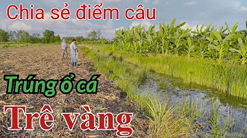 Câu Cá Rô Đồng, Trê Vàng Mùa Nước Nổi Trúng Khu Còn Nhiều Cá Lớn Giật Đã Tay@SangHuynhVlog 