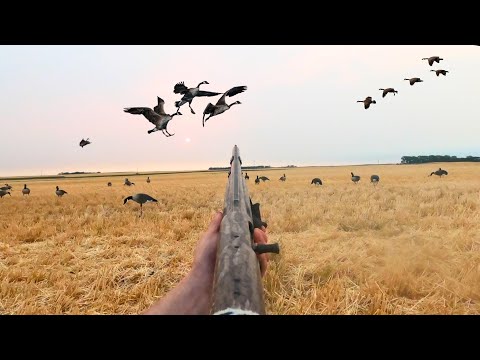 North Dakota Early Season Goose Hunting - The Movie