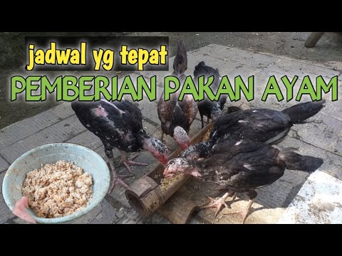 Video: Cara Memberi Makan Ayam