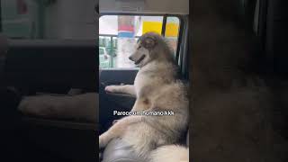 Malamute do Alaska #dog #malamute #alaska