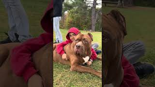 Is he the best dog EVER? HULK loves the kiddos #dog #love by DARKDYNASTYK9S 3,899 views 2 months ago 2 minutes, 26 seconds