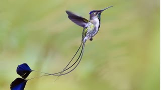 Breathtaking Bird Photography