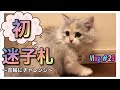 猫【ミヌエット】迷子札・首輪　子猫のうちに慣らした方が良いと聴き　チャレンジ