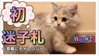 猫【ミヌエット】迷子札・首輪　子猫のうちに慣らした方が良いと聴き　チャレンジ