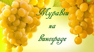 видео: Муравьи на винограде картинка: Муравьи на винограде