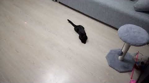 Automatic Laser Cat Toy DIY (Instructions in the description)