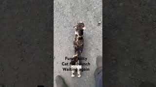 Funny kitty cat food eating again #cat #kitten #funny #eating #catfood #catvideos