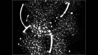physarum simulation in processing