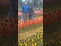 beautiful flower #flowers #1000subscribers #nature #beauty bea #song #music #palampurdiaries