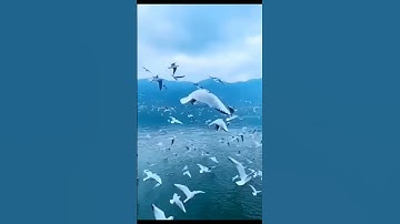 فضيلة #الشيخ محمد محمود #الطبلاوي عليه رحمه الله ماتيسر من #سورة #الفرقان