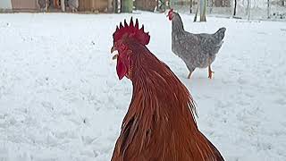 मुर्गा की आवाज सुननी है - A beautiful day can be snowy #rooster #gallos #ayam jantam
