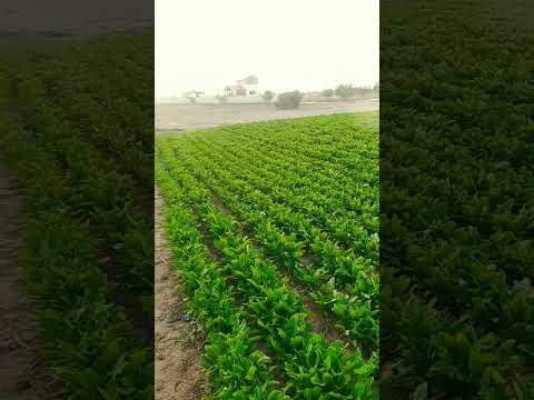 صباح الخير زراعه سبانخ في فلسطين