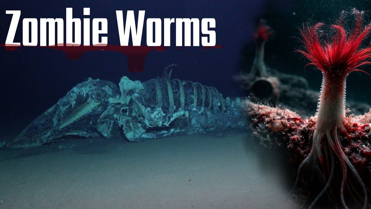 The Zombie Worms That Eats Whale Bones(Osedax)
