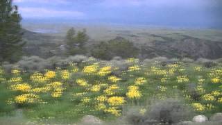 Wyoming Wind River Range Wildflowers 7 10 2011 by lightskinedtan 439 views 12 years ago 53 seconds