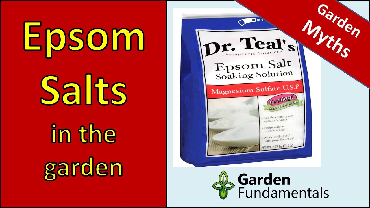Epsom Salt Myths Learn The Truth About Using It In The Garden