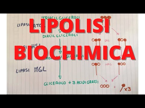 Video: Differenza Tra Lipolisi E Lipogenesi