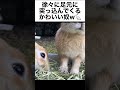 徐々に顔を突っ込んでくるうさぎが超かわいい！