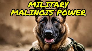 Silent Soldiers No More: Unveiling the BADASS World of Belgian Malinois