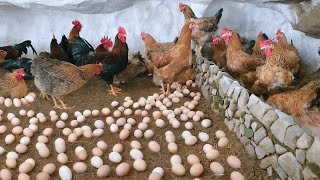 Raising Chickens For Eggs  Artificial Insemination For Chickens  Collecting Chicken Eggs.