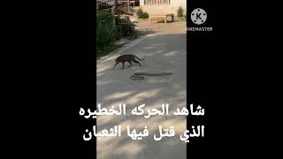 شاهد الحركه الخطيره الذي قتل فيها الثعبان#الربح ال#من#اليوتيوب اليو@