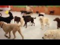 Tail Command - Springfield, IL - 217-529-8245 - Dog Day Care, Boarding, Training, Grooming Tail Command - Springfield, IL - 217-529-8245 - Dog Day Care, Boarding, Training, Grooming