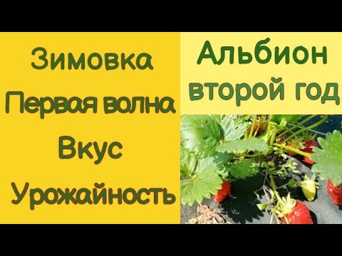 Клубника Альбион. Второй