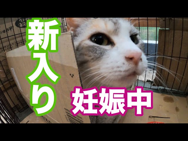 野良猫が車に乗ってきたのでそのまま家族にしました