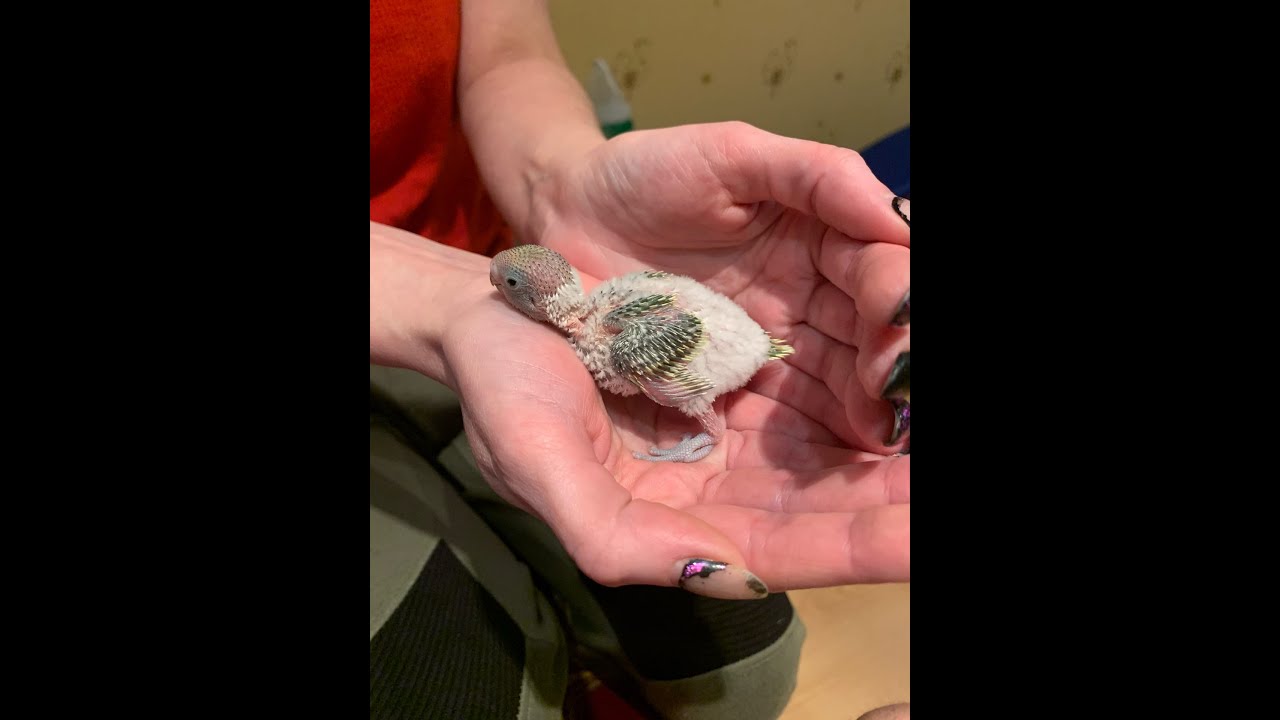 Банда растет не по дням а по часам - YouTube