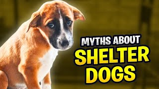 8 Common Myths About Shelter Dogs | STOP 🛑 by Makoree Pet Corner 81 views 5 months ago 7 minutes, 21 seconds