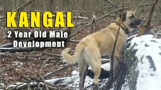 MALE KANGAL | 2 YEAR GROWTH | TURKISH KANGAL DOGS by Ash The Kangal 2,905 views 4 months ago 14 minutes, 9 seconds