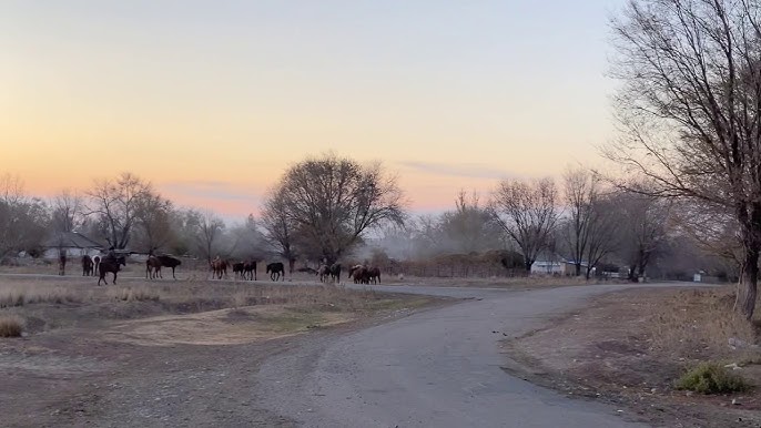 Корейлік секс-массаж порно Кинодағы неміс эротикасы және классикалық порно