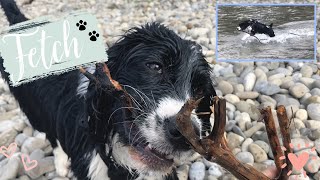 Springer Spaniel LOVES to Play in Water 💦 by WhatASpringer 496 views 3 years ago 1 minute, 52 seconds