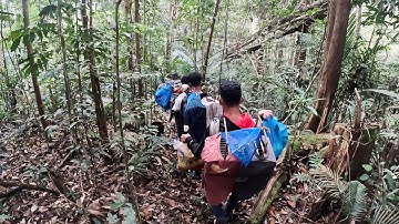 HARI PERTAMA MENJELAJAH HUTAN TERDALAM SUMATRA BANYAK BURUNG CUCAK IJO DI SINI