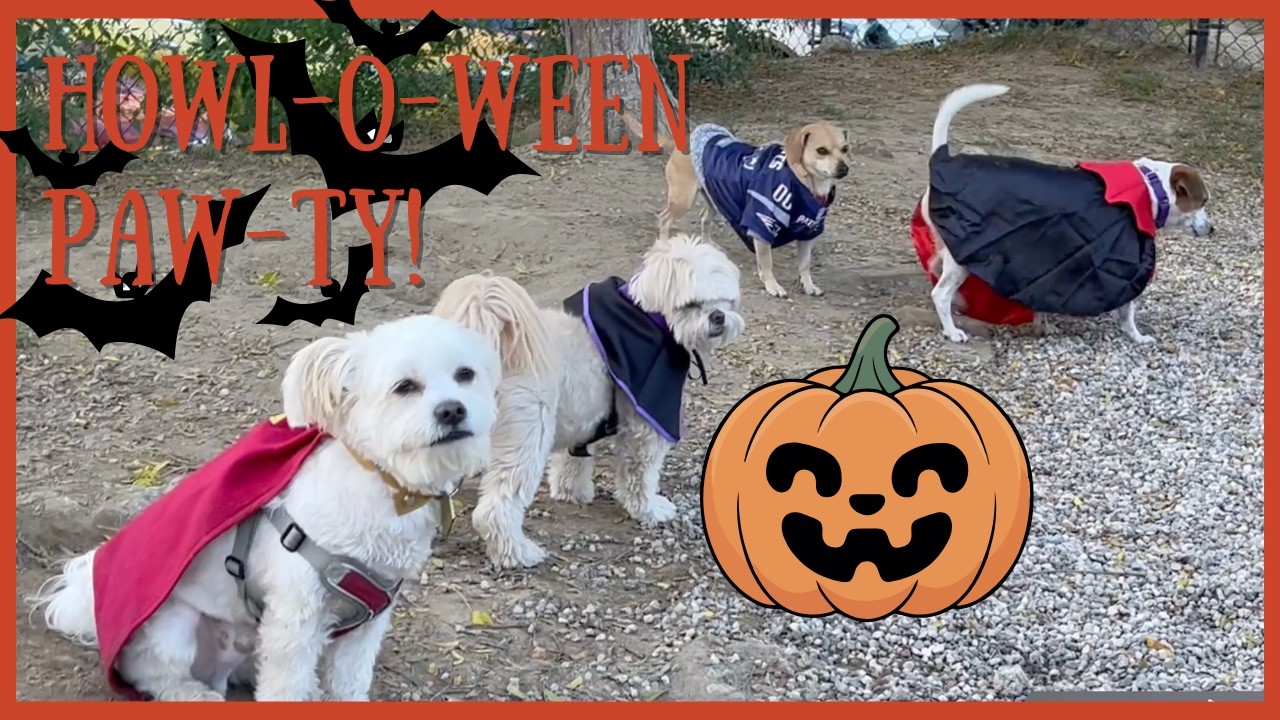 What's Happening at this EPIC Dog Halloween Party? #relatable - YouTube