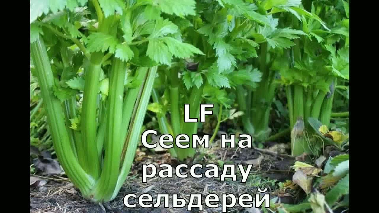 Календарь посадок: Когда сеять сельдерей на рассаду Календарь посадок: Когда сеять сельдерей на рассаду
