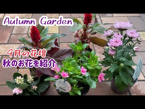 ガーデニング 9月の花壇 秋の花を紹介 カクテルマム 天使のビンカ ケイトウ カランコエ Youtube