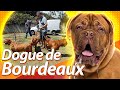 DOGUE DE BORDEAUX: a raça do cachorro do Messi! | Guia de Raças Baw Waw