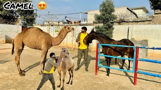 Kitna Pyara Camel Ali Lay Aya 🥰