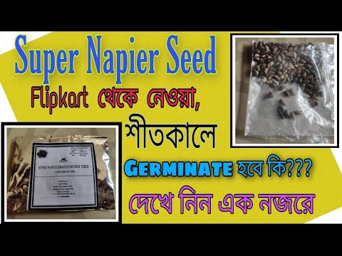 SUPER NAPIER GRASS SEED GERMINATION IN WINTER SEASON, BEST FODDER GRASS, @Krishi Tv -কৃষি টিভি