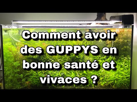 Vidéo: Pourquoi les guppys nagent en haut du réservoir ?