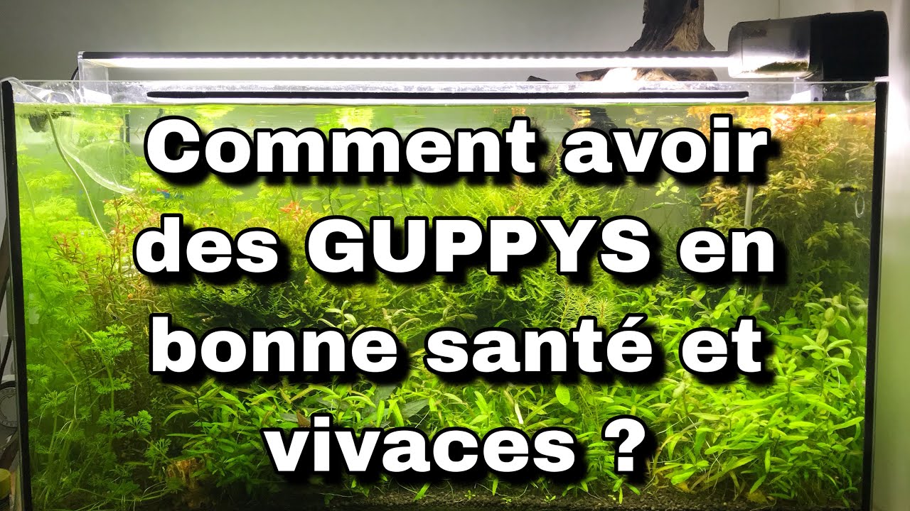 Comment Faire Pour Avoir Des Jeunes Guppys