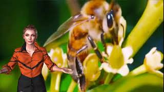 Bees can link symbols to numbers, study finds