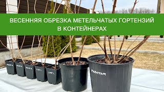 ВЕСЕННЯЯ ОБРЕЗКА МЕТЕЛЬЧАТЫХ ГОРТЕНЗИЙ В КОНТЕЙНЕРАХ