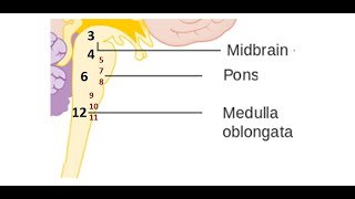 Medicine 446 Examination of Cranial Nerves 12 clinical patient check Alagappan