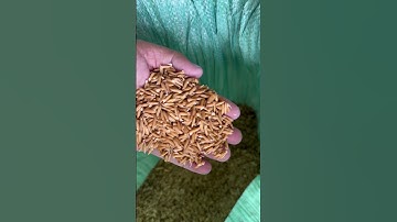 Kết Quả sau 2 ngày ngâm ủ!