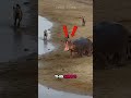 Wild Animal Moments That Feel Like a Glitch in the Simulation #animals #wildlife