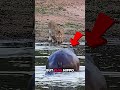 Wild Animal Moments That Feel Like a Glitch in the Simulation #animals #wildlife