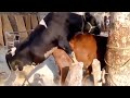 Cow - Animals Cows Matting, Cow Bull buffalo matting | #hybridmatting #crossmatting,Ukraine & Russia
